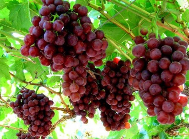 Foto - Bu besinler kalbi güçlendiriyor!