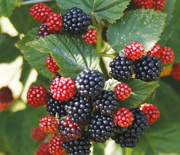 Foto - Bu besinler kanseri önlüyor! Uzmanından kritik uyarılar