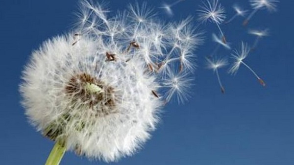 Foto - Bu besinler karaciğer dostu! Karaciğeri temizlemenin formülü