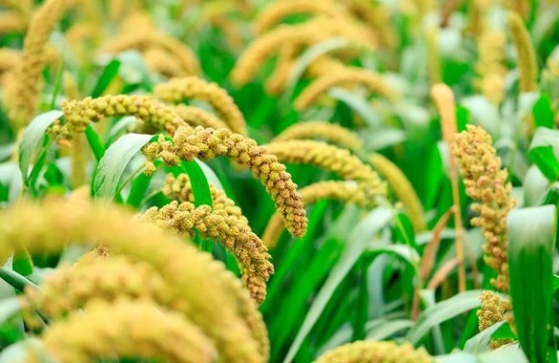 Foto - Bu besinler magnezyum deposu! Kalp ritmini düzenlemeye yardımcı oluyor!