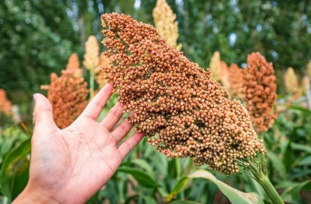 Foto - Bu besinler magnezyum deposu! Kalp ritmini düzenlemeye yardımcı oluyor!