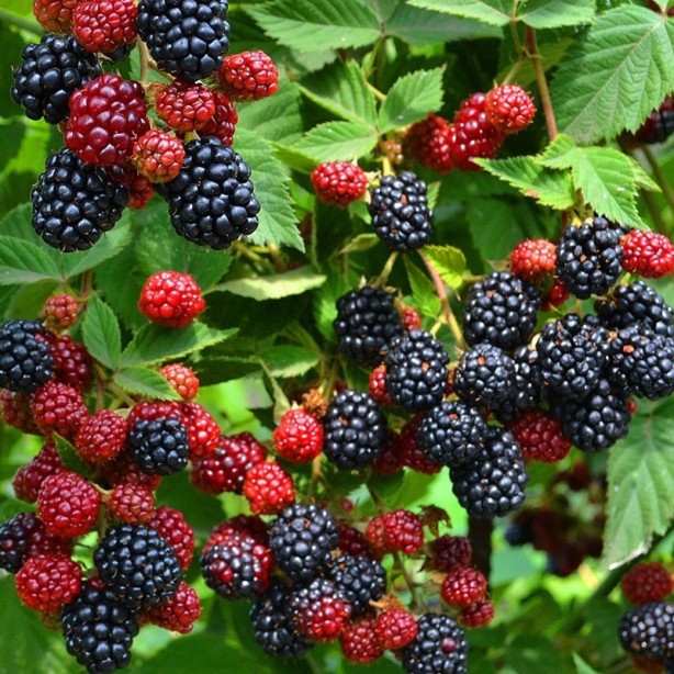 Foto - Bu besinler sayesinde hızla kilo verebilirsiniz