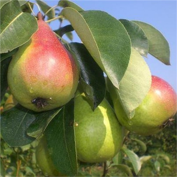 Foto - Bu besinler sayesinde hızla kilo verebilirsiniz