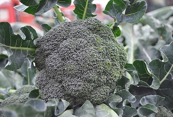 Foto - Bu besinler şifa kaynağı! Kış boyu hasta olmamak için tüketmeniz gereken 10 besin