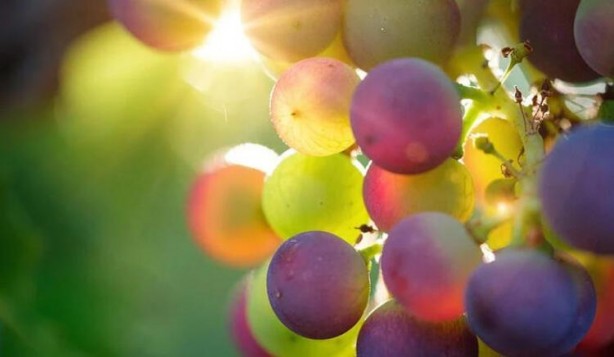 Foto - Bu besinler sigara bıraktırıyor! Her gün bir tane yerseniz...