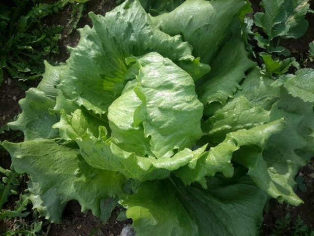 Foto - Bu besinlerden kaçını tüketiyorsunuz? İşte en sağlıklı 50 besin...