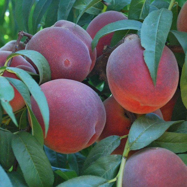 Foto - Bu besinleri sakın buzdolabında saklamayın