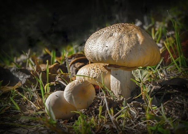 Foto - Bu besinleri sakın çiğ yemeyin! Zehre dönüşüyor
