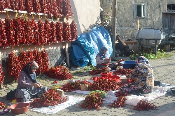 Foto - Bu biber 155 yıldır aynı tohumla üretiliyor
