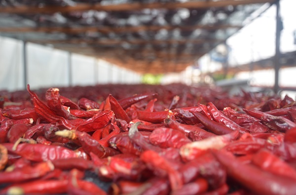 Foto - Bu biber 155 yıldır aynı tohumla üretiliyor