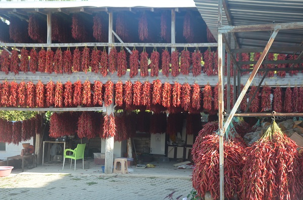 Foto - Bu biber 155 yıldır aynı tohumla üretiliyor