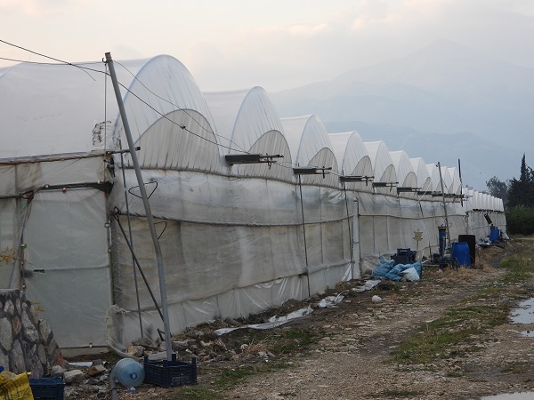 Foto - Bu biber diğerlerinden çok farklı! Azı şifa fazlası zarar