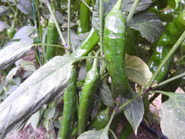 Foto - Bu biber diğerlerinden çok farklı! Azı şifa fazlası zarar