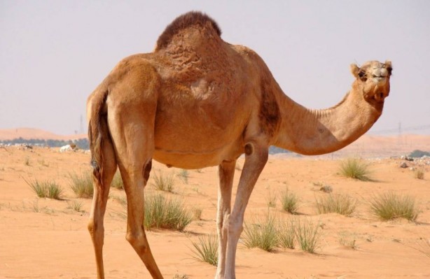 Foto - Bu bilgilere çok şaşıracaksınız! Günlük hayatta doğru bildiğimiz 25 yanlış