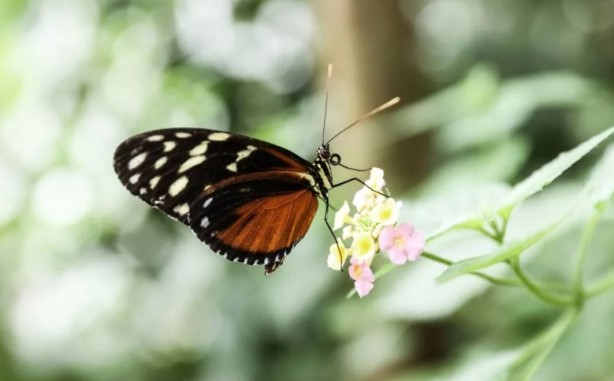 Foto - Bu bilgilere çok şaşıracaksınız! Günlük hayatta doğru bildiğimiz 25 yanlış