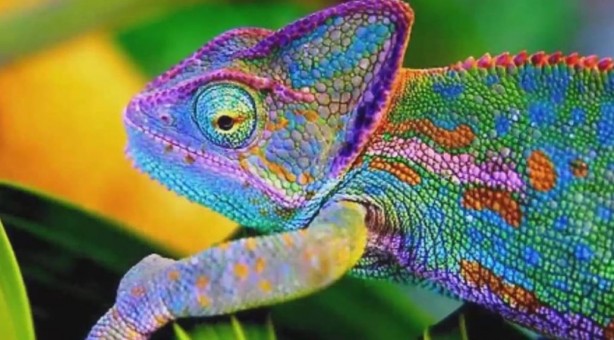 Foto - Bu bilgilere çok şaşıracaksınız! Günlük hayatta doğru bildiğimiz 25 yanlış