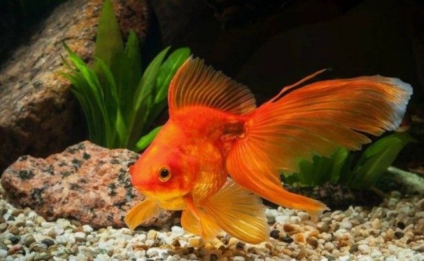 Foto - Bu bilgilere çok şaşıracaksınız! Günlük hayatta doğru bildiğimiz 25 yanlış