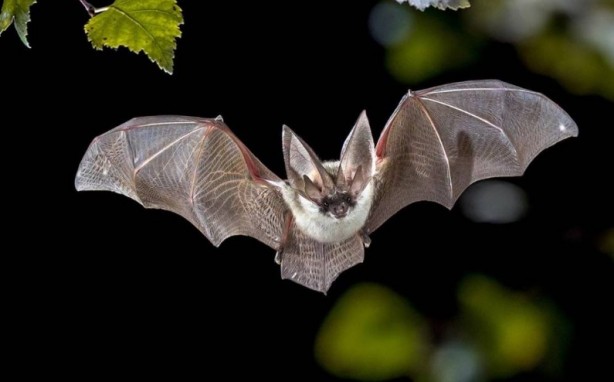 Foto - Bu bilgilere çok şaşıracaksınız! Günlük hayatta doğru bildiğimiz 25 yanlış
