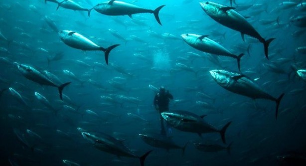 Foto - Bu bilgilere çok şaşıracaksınız! Günlük hayatta doğru bildiğimiz 25 yanlış