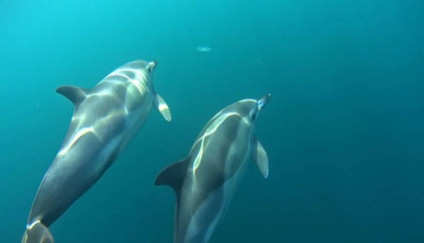 Foto - Bu bilgilere çok şaşıracaksınız! Günlük hayatta doğru bildiğimiz 25 yanlış