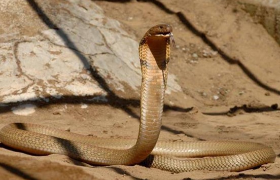 Foto - Bu bilgilere çok şaşıracaksınız! Günlük hayatta doğru bildiğimiz 25 yanlış