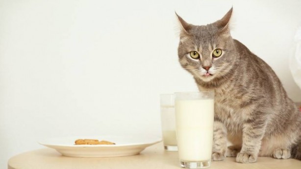 Foto - Bu bilgilere çok şaşıracaksınız! Günlük hayatta doğru bildiğimiz 25 yanlış