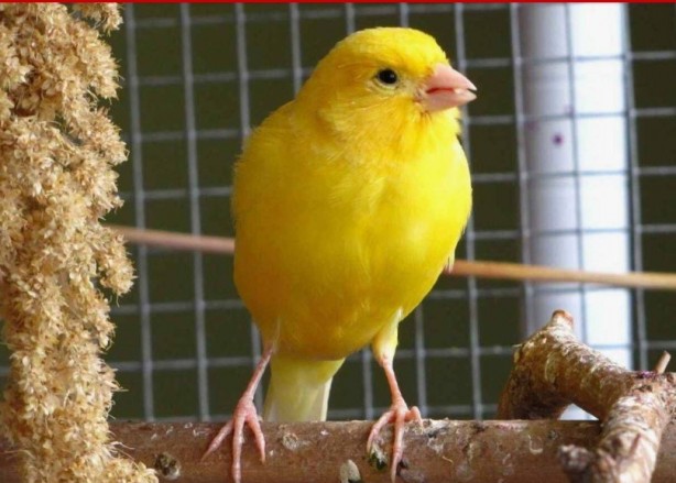 Foto - Bu bilgiye çok şaşıracaksınız! Bakın kanaryalar kendilerini nasıl koruyor