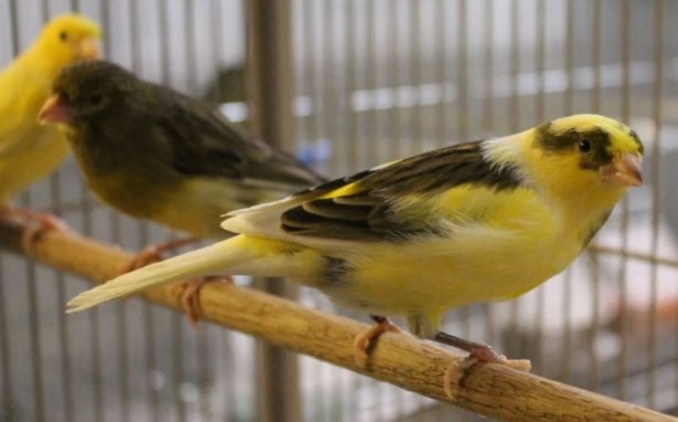 Foto - Bu bilgiye çok şaşıracaksınız! Bakın kanaryalar kendilerini nasıl koruyor