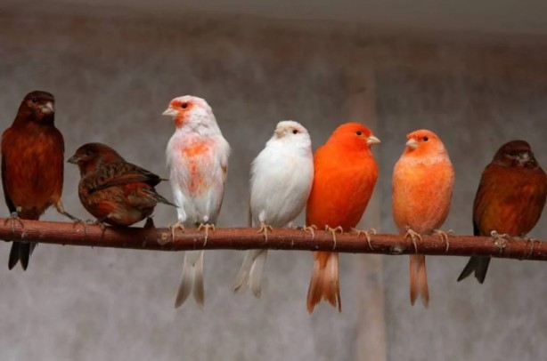 Foto - Bu bilgiye çok şaşıracaksınız! Bakın kanaryalar kendilerini nasıl koruyor