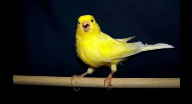 Foto - Bu bilgiye çok şaşıracaksınız! Bakın kanaryalar kendilerini nasıl koruyor