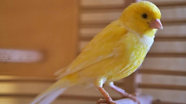 Foto - Bu bilgiye çok şaşıracaksınız! Bakın kanaryalar kendilerini nasıl koruyor