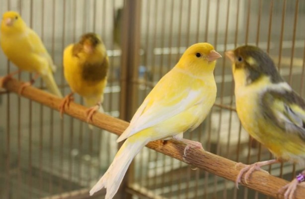 Foto - Bu bilgiye çok şaşıracaksınız! Bakın kanaryalar kendilerini nasıl koruyor