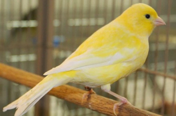 Foto - Bu bilgiye çok şaşıracaksınız! Bakın kanaryalar kendilerini nasıl koruyor