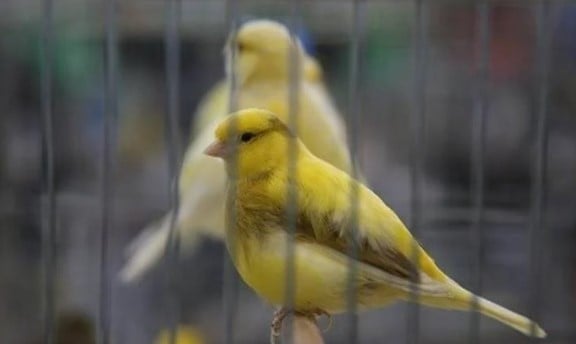 Foto - Bu bilgiye çok şaşıracaksınız! Bakın kanaryalar kendilerini nasıl koruyor