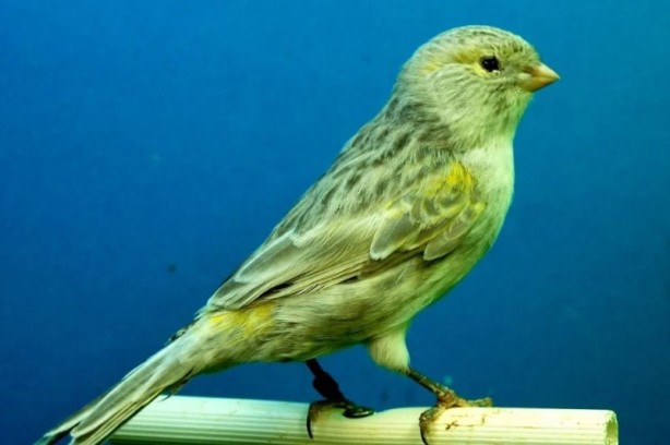 Foto - Bu bilgiye çok şaşıracaksınız! Bakın kanaryalar kendilerini nasıl koruyor