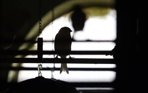 Foto - Bu bilgiye çok şaşıracaksınız! Bakın kanaryalar kendilerini nasıl koruyor