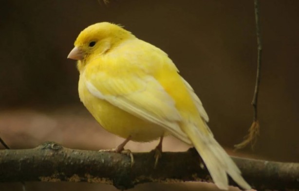 Foto - Bu bilgiye çok şaşıracaksınız! Bakın kanaryalar kendilerini nasıl koruyor