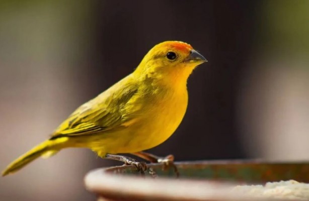 Foto - Bu bilgiye çok şaşıracaksınız! Bakın kanaryalar kendilerini nasıl koruyor