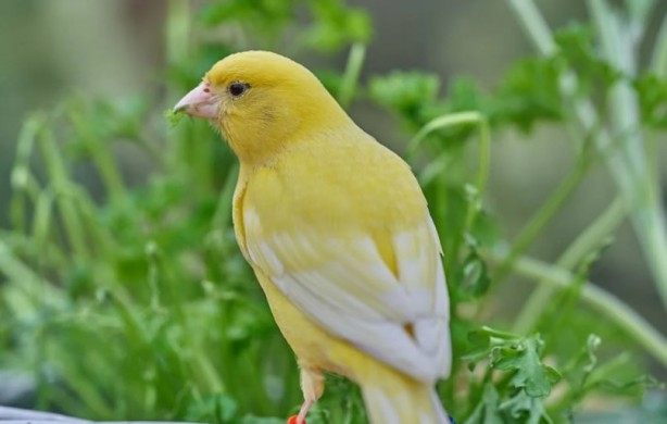 Foto - Bu bilgiye çok şaşıracaksınız! Bakın kanaryalar kendilerini nasıl koruyor