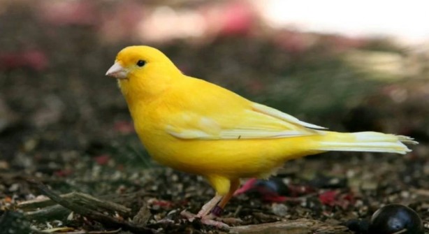 Bu bilgiye çok şaşıracaksınız! Bakın kanaryalar kendilerini nasıl koruyor