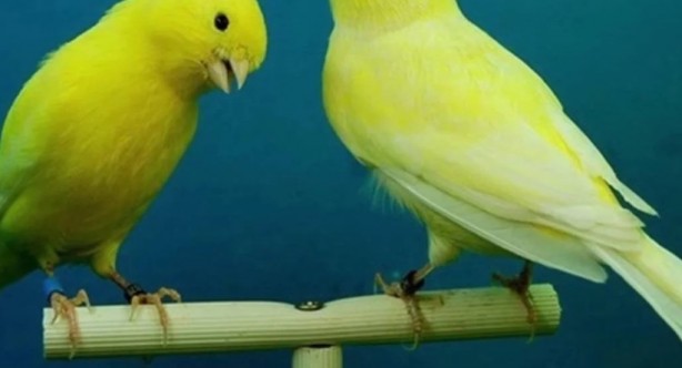 Foto - Bu bilgiye çok şaşıracaksınız! Bakın kanaryalar kendilerini nasıl koruyor