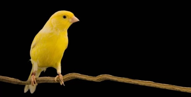 Foto - Bu bilgiye çok şaşıracaksınız! Bakın kanaryalar kendilerini nasıl koruyor
