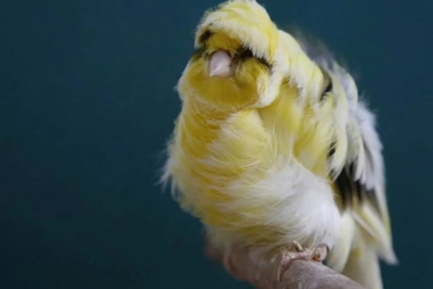 Foto - Bu bilgiye çok şaşıracaksınız! Bakın kanaryalar kendilerini nasıl koruyor