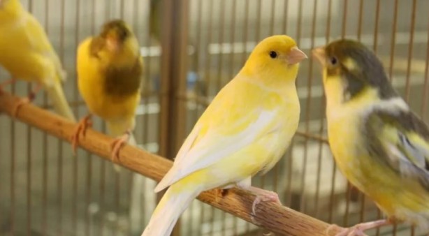Foto - Bu bilgiye çok şaşıracaksınız! Bakın kanaryalar kendilerini nasıl koruyor