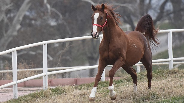 Foto - Bu bir rekor! TİGEM’de arap tayına servet ödediler 