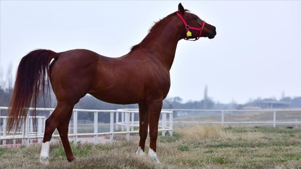Foto - Bu bir rekor! TİGEM’de arap tayına servet ödediler 