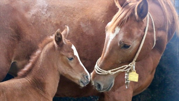 Foto - Bu bir rekor! TİGEM’de arap tayına servet ödediler 