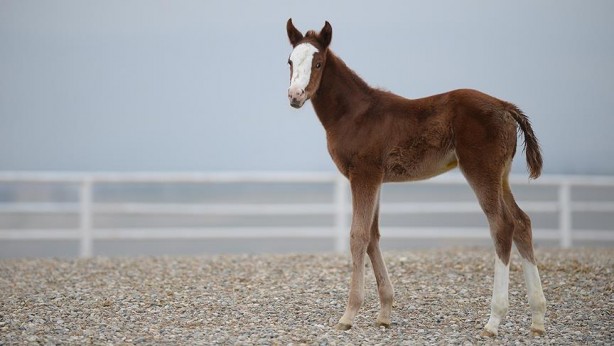 Foto - Bu bir rekor! TİGEM’de arap tayına servet ödediler 