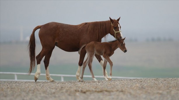 Foto - Bu bir rekor! TİGEM’de arap tayına servet ödediler 
