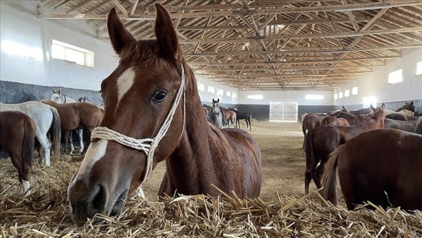Foto - Bu bir rekor! TİGEM’de arap tayına servet ödediler 